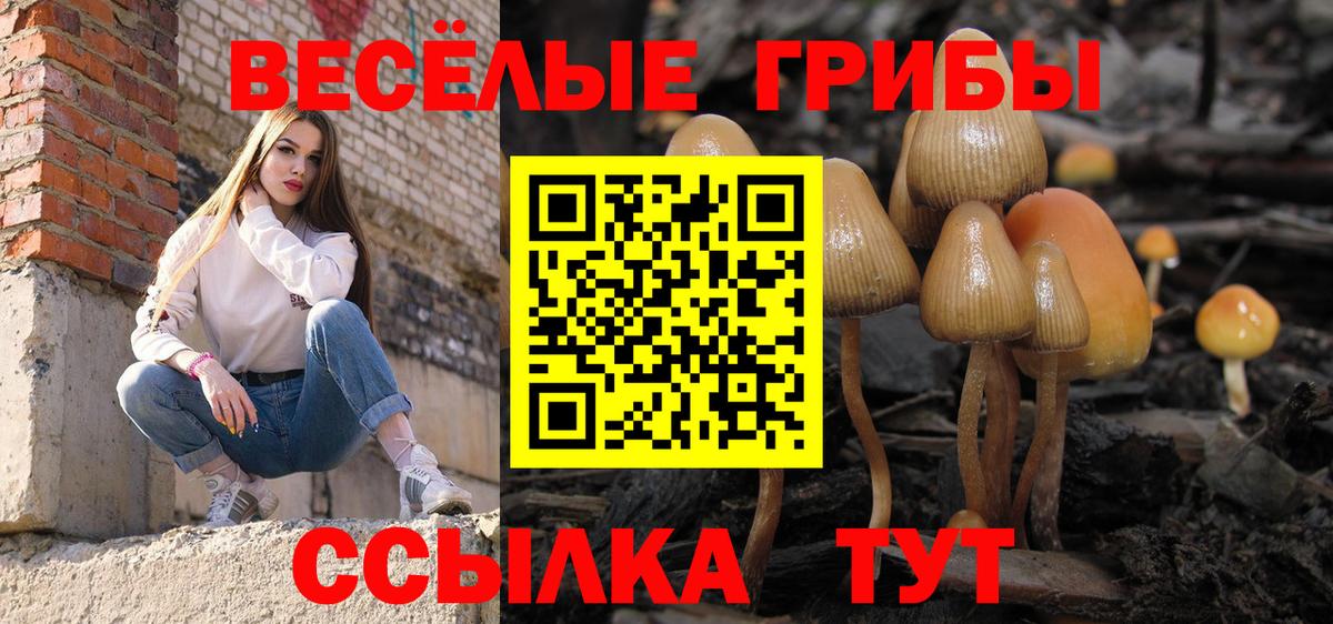 Александров  Псилоцибиновые грибы Psilocybe  где найти   Вход с VPN 
