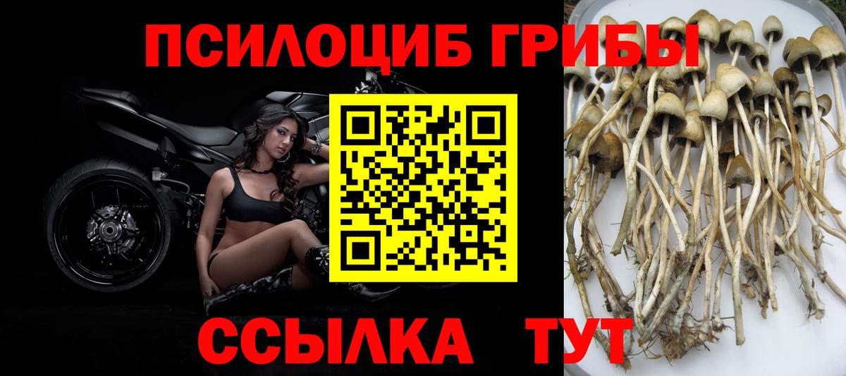 Псилоцибиновые грибы Cubensis Александров